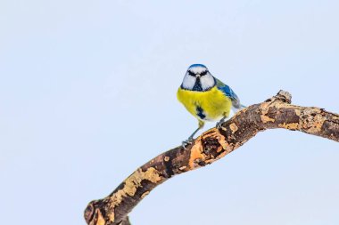 Sevimli kuş ve kış. Beyaz kar arka planı. Kuş: Eurasian mavi baştankara. Cyanistes caeruleus.