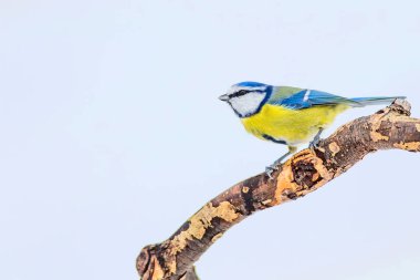 Sevimli kuş ve kış. Beyaz kar arka planı. Kuş: Eurasian mavi baştankara. Cyanistes caeruleus.