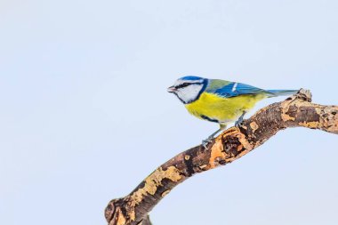 Sevimli kuş ve kış. Beyaz kar arka planı. Kuş: Eurasian mavi baştankara. Cyanistes caeruleus.