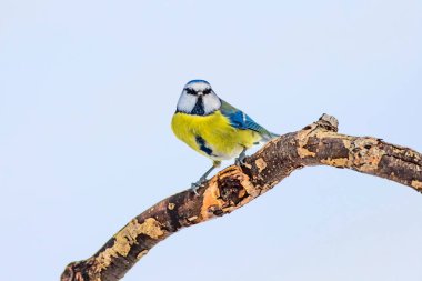 Sevimli kuş ve kış. Beyaz kar arka planı. Kuş: Eurasian mavi baştankara. Cyanistes caeruleus.