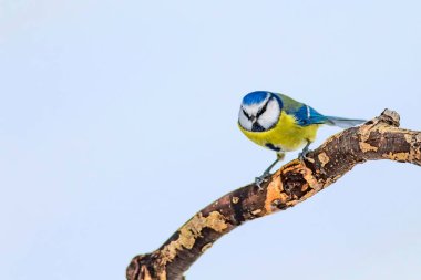 Sevimli kuş ve kış. Beyaz kar arka planı. Kuş: Eurasian mavi baştankara. Cyanistes caeruleus.