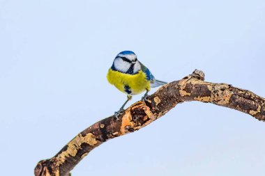 Sevimli kuş ve kış. Beyaz kar arka planı. Kuş: Eurasian mavi baştankara. Cyanistes caeruleus.