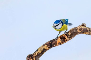 Sevimli kuş ve kış. Beyaz kar arka planı. Kuş: Eurasian mavi baştankara. Cyanistes caeruleus.