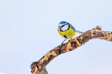Sevimli kuş ve kış. Beyaz kar arka planı. Kuş: Eurasian mavi baştankara. Cyanistes caeruleus.