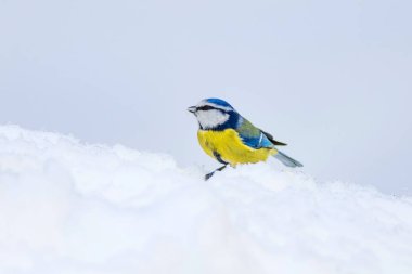 Sevimli kuş ve kış. Beyaz kar arka planı. Kuş: Eurasian mavi baştankara. Cyanistes caeruleus.