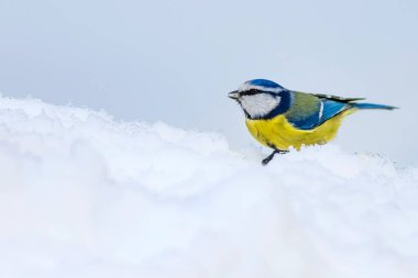 Sevimli kuş ve kış. Beyaz kar arka planı. Kuş: Eurasian mavi baştankara. Cyanistes caeruleus.