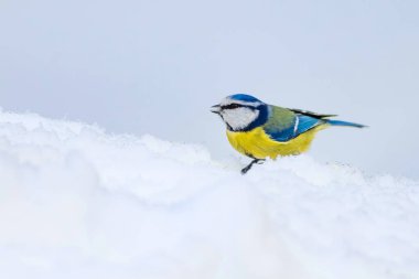 Sevimli kuş ve kış. Beyaz kar arka planı. Kuş: Eurasian mavi baştankara. Cyanistes caeruleus.