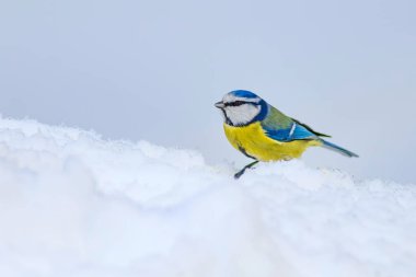 Sevimli kuş ve kış. Beyaz kar arka planı. Kuş: Eurasian mavi baştankara. Cyanistes caeruleus.
