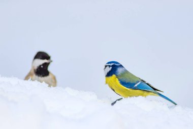 Sevimli kuş ve kış. Beyaz kar arka planı. Kuş: Eurasian mavi baştankara. Cyanistes caeruleus.