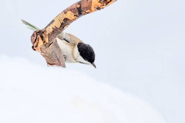 Kış ve sevimli küçük kuş. Beyaz kar arka planı. Kuş: Marsh baştankara. Poecile palustris.