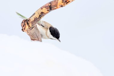 Kış ve sevimli küçük kuş. Beyaz kar arka planı. Kuş: Marsh baştankara. Poecile palustris.