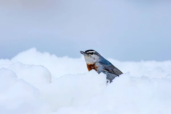 Симпатичная Птичка Белый Снежный Фон Крперс Натэтч Ситта Крупера — стоковое фото