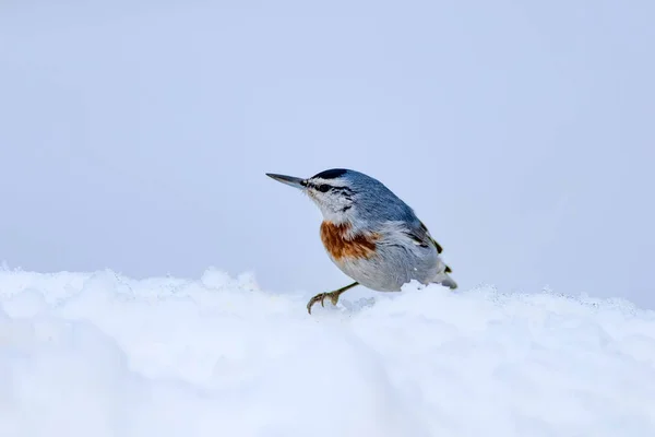 Söt Fågel Vit Snö Bakgrund Fågel Krpers Nötväcka Sitta Auktor — Stockfoto