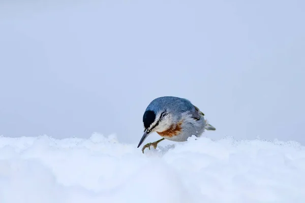 Leuke Vogel Witte Sneeuw Achtergrond Vogel Krpers Boomklever Sitta Krueperi — Stockfoto