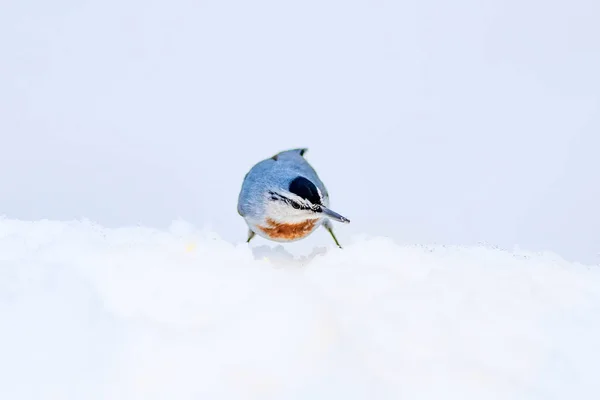 Leuke Vogel Witte Sneeuw Achtergrond Vogel Krpers Boomklever Sitta Krueperi — Stockfoto