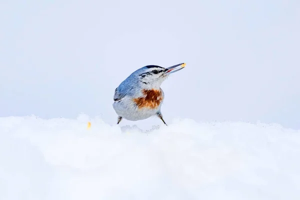 Bell Uccello Sfondo Bianco Neve Uccello Krpers Nuthatch Sitta Krueperi — Foto Stock
