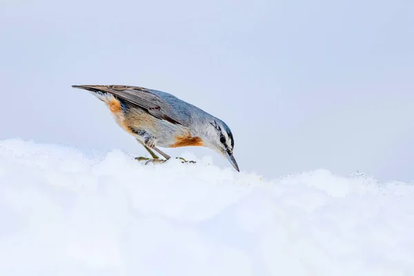 Naturaleza Invernal Aves Pájaro Nieve Fondo Nieve Invierno Blanco Nuthatch —  Fotos de Stock