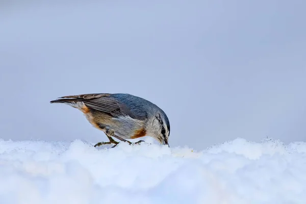 Naturaleza Invernal Aves Pájaro Nieve Fondo Nieve Invierno Blanco Nuthatch — Foto de Stock