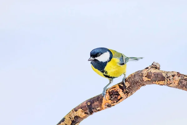 Winter and cute litte bird. White snow background. Bird: Great Tit. Parus major.