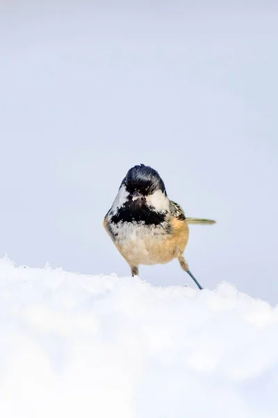 Niedlicher Vogel Weißer Schnee Hintergrund Vogel Kohlmeise Periparus Ater Pflanze — Stockfoto