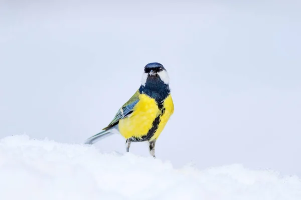 Cute bird. White winter background. Bird: Great Tit. Parus major.