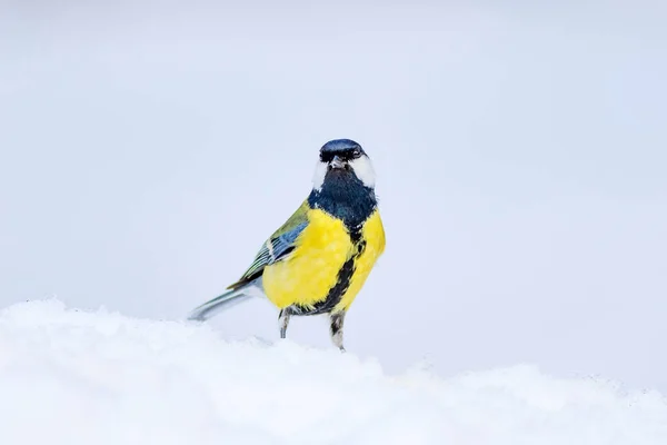 Roztomilá Ptáčku Bílé Zimní Pozadí Velký Kozy Parus Hlavní — Stock fotografie