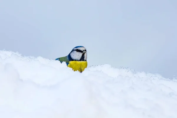 Niedlichen Vogel Und Winter Weißer Schnee Hintergrund Vogel Blaumeise Cyanistes — Stockfoto