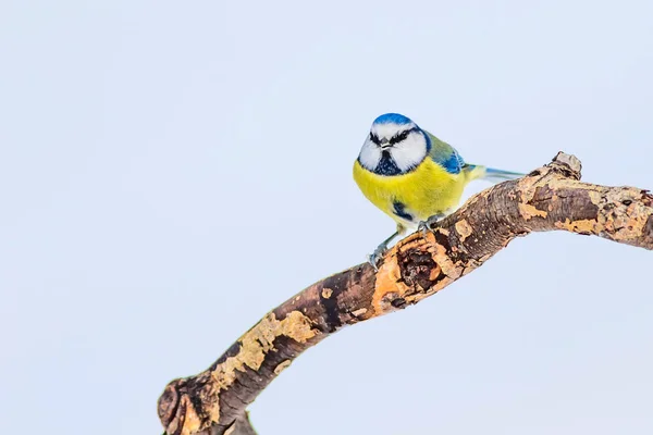 Sevimli Kuş Kış Beyaz Kar Arka Planı Kuş Eurasian Mavi — Stok fotoğraf