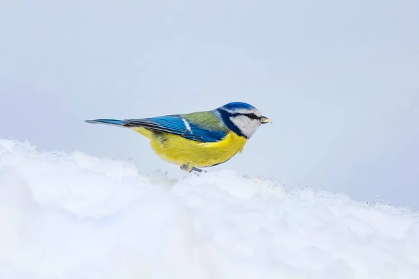 Милий Птах Зима Білий Сніговий Фон Птах Євразійська Блакитна Цицька — стокове фото