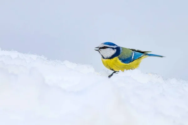 Roztomilý Pták Zima Bílý Sníh Pozadí Pták Eurasijská Modř Cyanistes — Stock fotografie