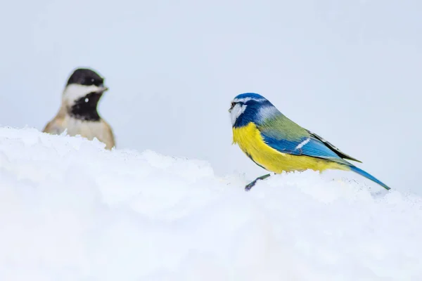 Niedlichen Vogel Und Winter Weißer Schnee Hintergrund Vogel Blaumeise Cyanistes — Stockfoto