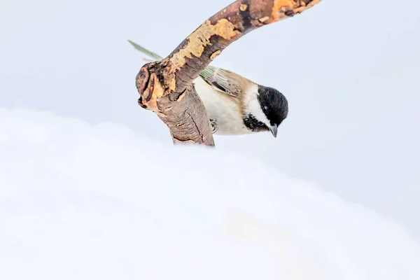 Winter and cute little bird. White snow background. Bird: Marsh Tit. Poecile palustris.