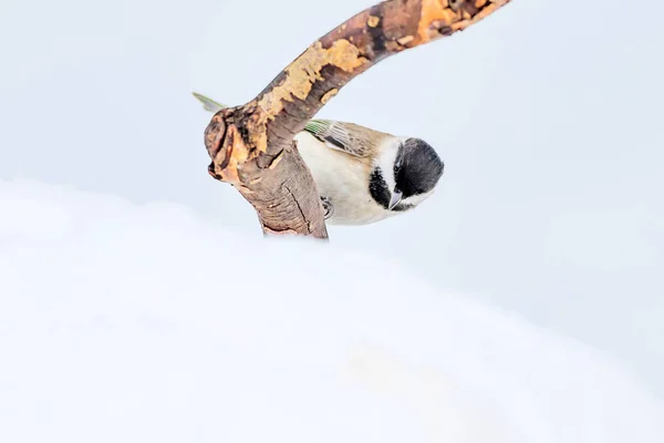 Winter Und Niedlicher Kleiner Vogel Weißer Schnee Hintergrund Vogel Sumpfmeise — Stockfoto