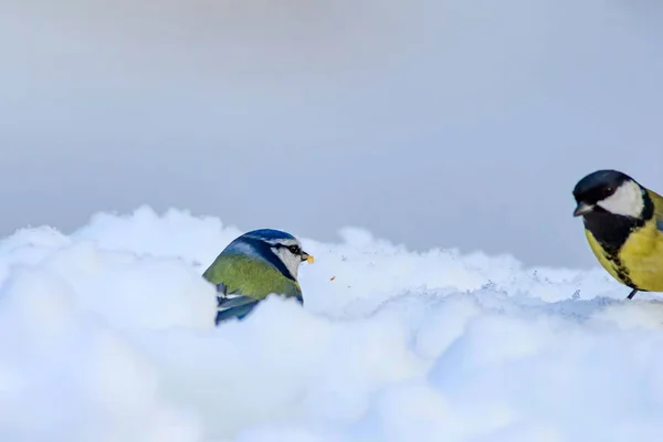 かわいい鳥と冬 白い雪の背景 ユーラシアブルーティット シアニスト カエルールス — ストック写真