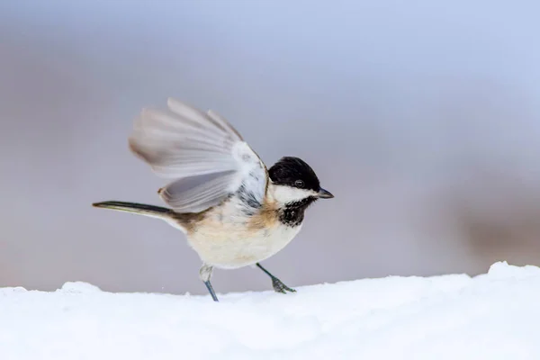 Winter and cute little bird. White snow background. Bird: Marsh Tit. Poecile palustris.