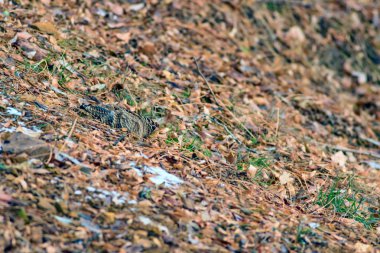 Woodcock. Kamuflaj kuşu. Kahverengi kuru yapraklar. Kuş: Avrasya Woodcock. Scolopax rusticola.