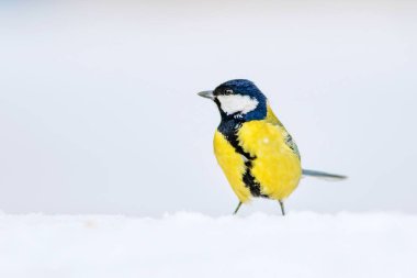 Kış ve şirin litte kuş. Beyaz kar arka planı. Kuş: büyük baştankara. Parus Major.
