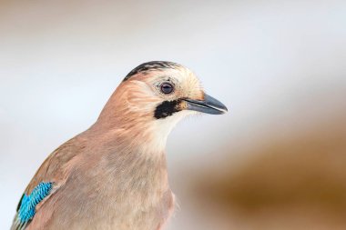 Düşen kar ve sevimli kuş. Kuş portresi. beyaz arka plan. 