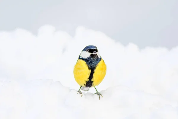 Зимовий Милий Латентний Птах Білий Сніговий Фон Птах Велика Синиця — стокове фото