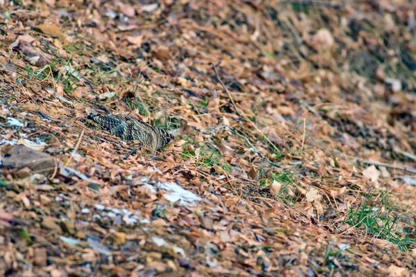 Woodcock Oiseau Camouflage Feuilles Brunes Sèches Oiseau Bécasse Eurasie Scolopax — Photo