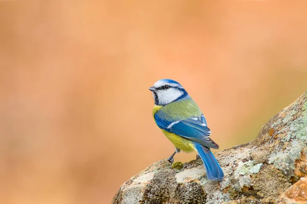 Söt Fågel Och Vinter Vit Snö Bakgrund Fågel Blåmes Cyanistes — Stockfoto