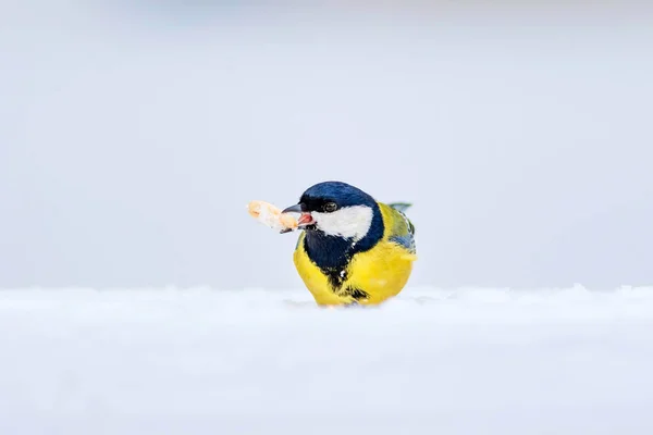 Inverno Bonito Passarinho Fundo Neve Branco Pássaro Great Tit Parus — Fotografia de Stock