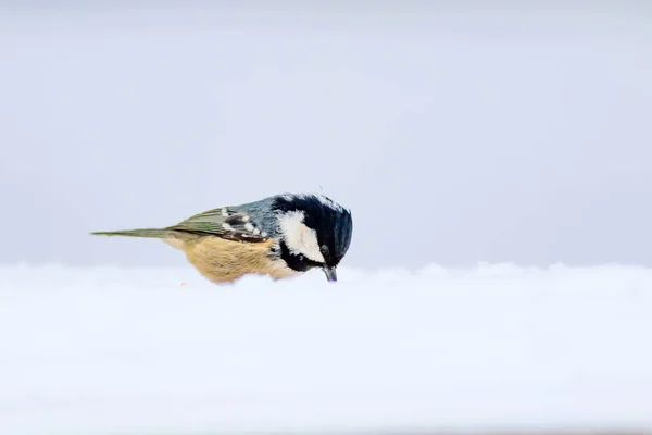 Симпатичная Птичка Белый Снежный Фон Bird Coal Tit Перипарус Завод — стоковое фото