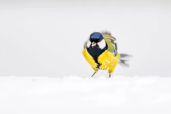 Zima Roztomilá Ptáčka Bílý Sníh Pozadí Velký Kozy Parus Hlavní — Stock fotografie