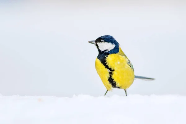 Zima Roztomilá Ptáčka Bílý Sníh Pozadí Velký Kozy Parus Hlavní — Stock fotografie