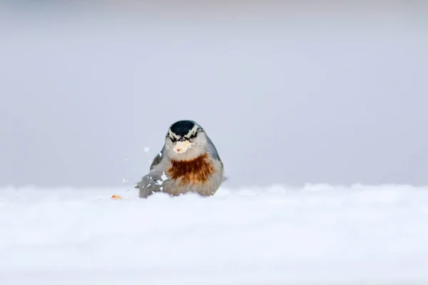 Naturaleza Invernal Aves Pájaro Nieve Fondo Nieve Invierno Blanco Nuthatch —  Fotos de Stock