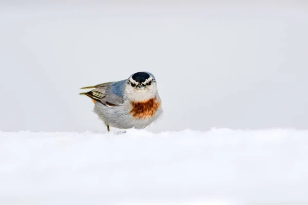 Nature Hivernale Oiseau Oiseau Sur Neige Blanc Fond Neige Hiver — Photo