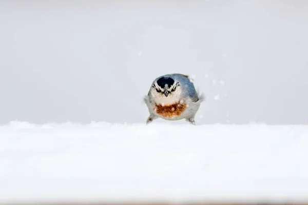 冬の自然と鳥 雪の上の鳥 白い冬の雪の背景 ヌチャッチ — ストック写真