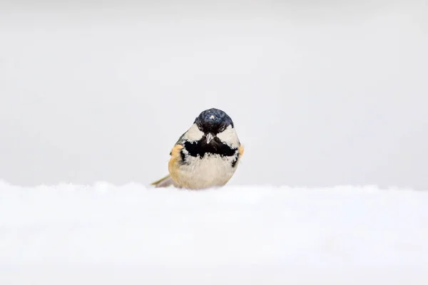 可爱的鸟 白雪背景 佩里帕鲁斯 皮拉坎塔仙人掌猩红火角 — 图库照片