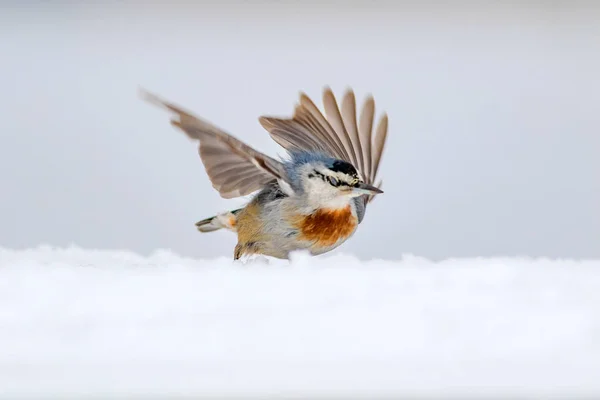 Зимова Природа Птах Птах Снігу Білий Зимовий Сніговий Фон Нутхаусі — стокове фото